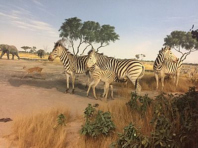 Plains Zebras, Botswana Diorama, Denver Museum of Nature and Science (Right)