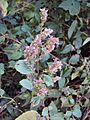 Pogostemon benghalensis 11