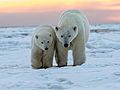 Polar Bears - Marko Dimitrijevic