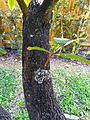 Pouteria sapota 03 tree bark
