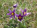 Pulsatilla Vulgaris On Therfield Heath 02