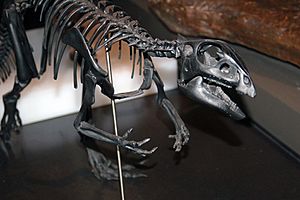 Qantassaurus skel aus.jpg