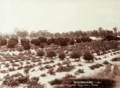 Queensland State Archives 2524 Kueyers vineyard Roma c 1898