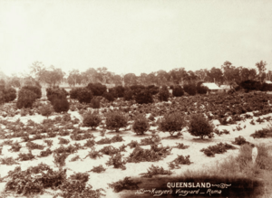 Queensland State Archives 2524 Kueyers vineyard Roma c 1898