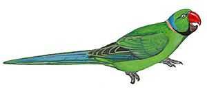 Réunion parakeet