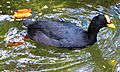 Red-gartered Coot (Fulica armillata)