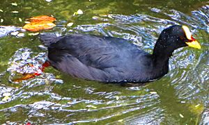 Red-gartered Coot (Fulica armillata).jpg