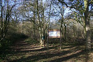 Rede Wood, Henley - geograph.org.uk - 290363