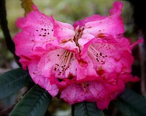 Rhododendron (গুরাস)02