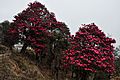 Rhododendron in full bloom! (8620051426)
