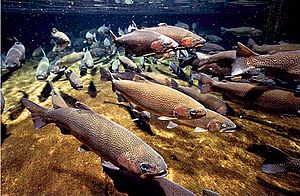 Salmon at Hanford Site