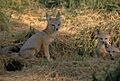 San-joaquin-kit-fox