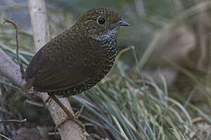 Scaly-breasted Wren-babbler Kedarnath Musk Deer Sanctuary Uttarakhand India 25.11.2015.jpg