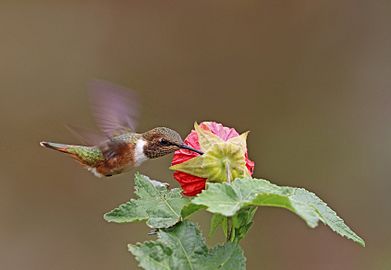 Scintillant hummingbird (Selasphorus scintilla) female in flight 2