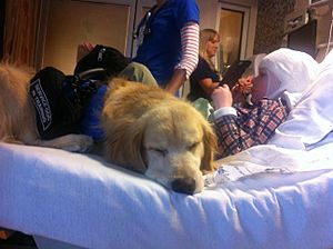 Service Dog in hospital bed