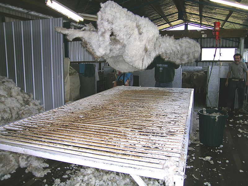 Shearing 08