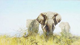 Shepherd-Elephants