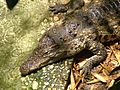 Siamese Crocodile-Biblical Zoo