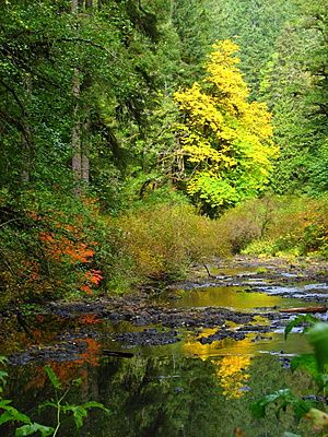 Silver Creek autumn - Oregon