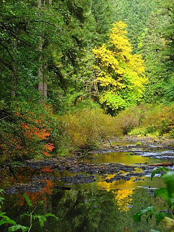 Silver Creek autumn - Oregon.jpg