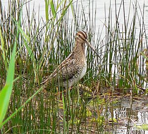 Snipe on Porth Hellick Pool, St Mary's - geograph.org.uk - 1047935.jpg