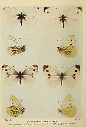 South1906Plate13