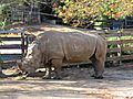 Southern white rhinoceros (Ceratotherium simum simum) in Perth Zoo, September 2021 21