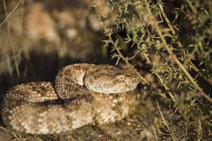 Speckled Rattlesnake (Crotalus mitchellii) (21705787199).jpg