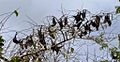 Spectacled Flying Foxes roosting during heat of the day