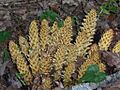 Squawroot