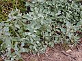Starr 020122-0006 Atriplex suberecta