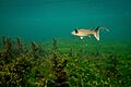 Striped mullet