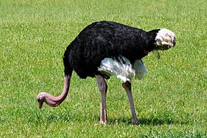 Struthio camelus -Cape May Zoo, New Jersey, USA-8a