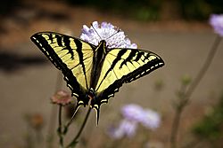 Swallowtail butterfly 2.JPG