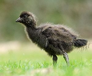 Tasmanian-Native-hen-Chick