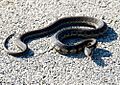 Thamnophis sirtalis ssp. semifasciatus, Lake County, IL (28937570).jpg