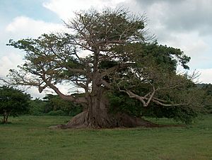 The 300-year-old ceiba tree, Vieques, Puerto Rico