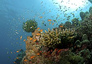 The Coral Reef at the Andaman Islands