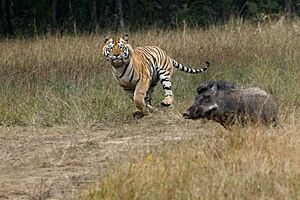 Tiger chasing a wild Pig