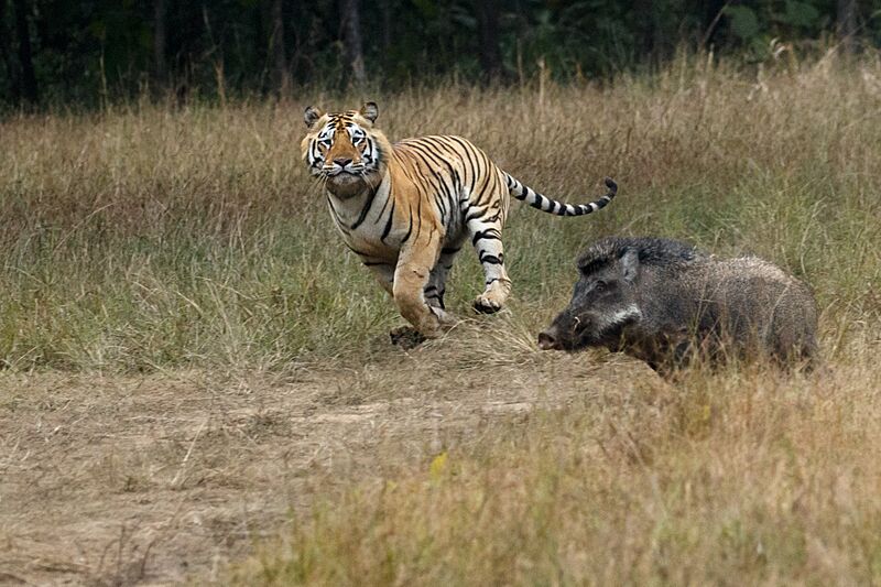 Tiger chasing a wild Pig