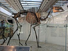 Titanotylopus nebraskensis skeleton