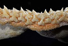 Triakis semifasciata lower teeth