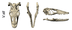 Varanus salvator skull (cropped)
