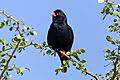 Village indigobird (Vidua chalybeata okavangoensis) male Zimbabwe
