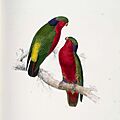 Vini kuhlii -painting by Edward Lear-4c