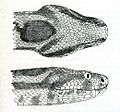 ViperaConfluentaPZSL1863