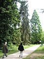 Visitors approaching the weeping spruce at RHS Wisley - geograph.org.uk - 847074