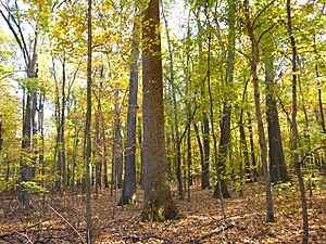 Wesselman Woods (5209578906)