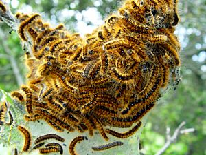 Western Tent Caterpillars (Malacosoma californicum).jpg