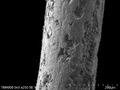 Woolly Mammoth Overhair (x250)